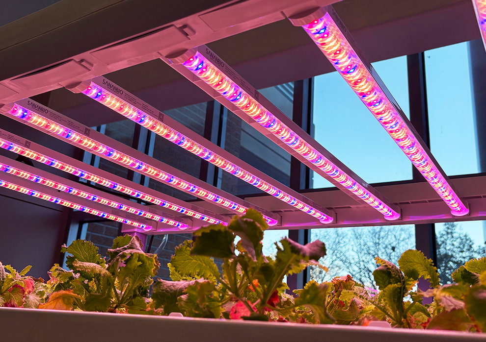 Plants growing in a hydroponic garden with colored lights overhead.