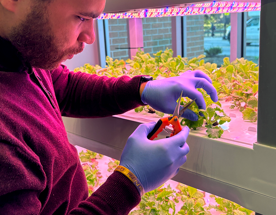 A man trims mustard greens growing in a hydroponic garden.