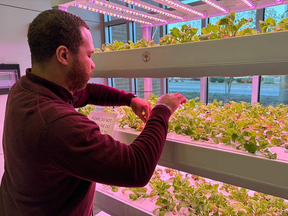 A man trims plants growing in a hydroponic garden with colored lights overhead.