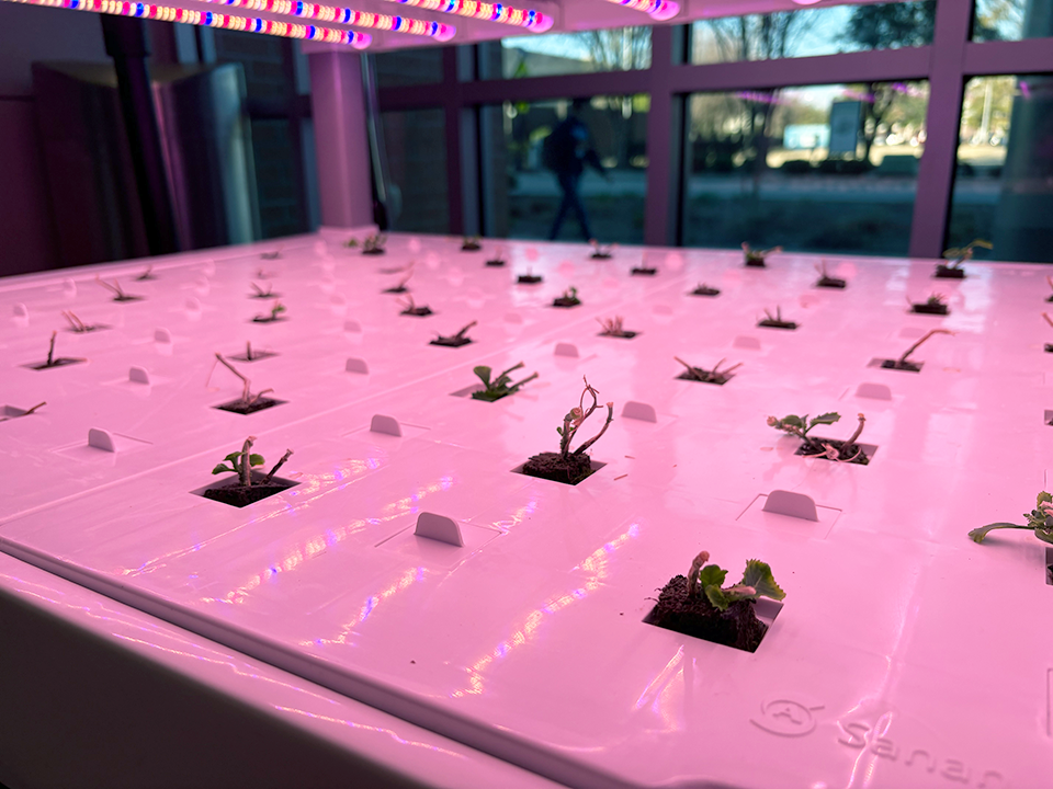 Seedlings in a hydroponic garden.