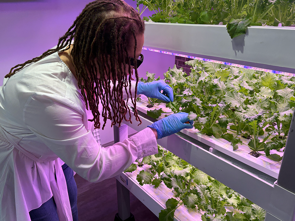 A woman trims mustard greens growing in a hydroponic garden.