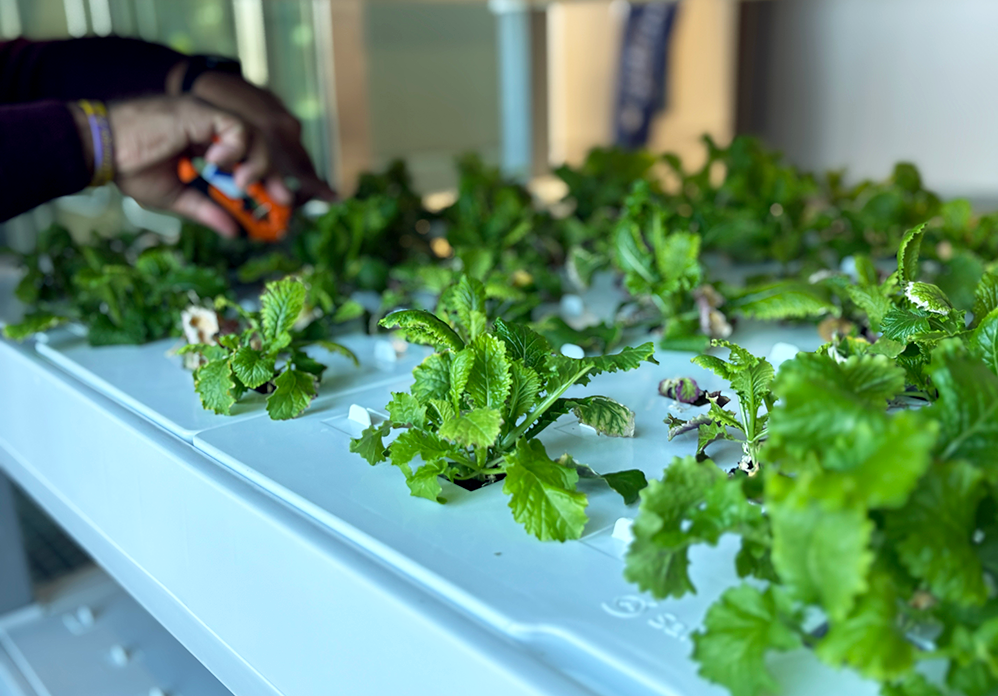 Plants growing in a hydroponic garden.
