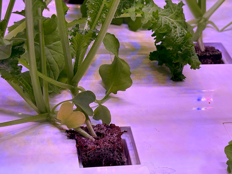 A plant growing in a hydroponic garden.