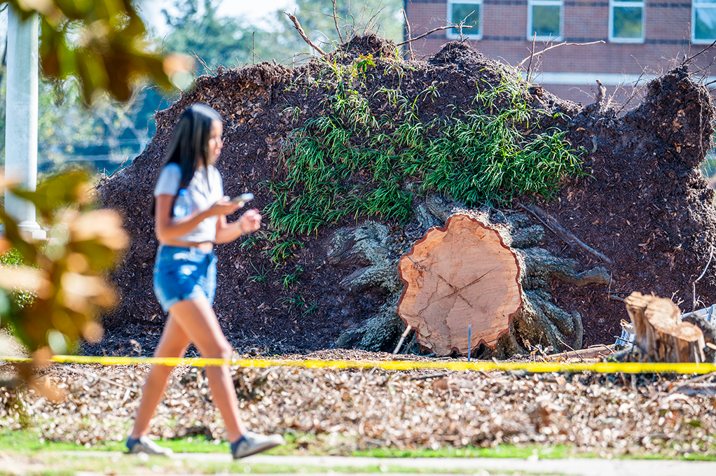 Young woman walks in front of large downed tree