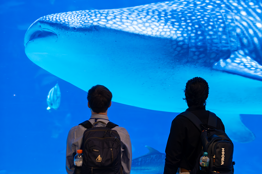 Two male college students stand in front of a large viewing window for a huge aquarium tank that includes a whale shark.