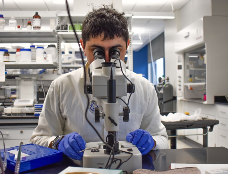 A man uses a microscope to look at tissue samples in a scientific lab.