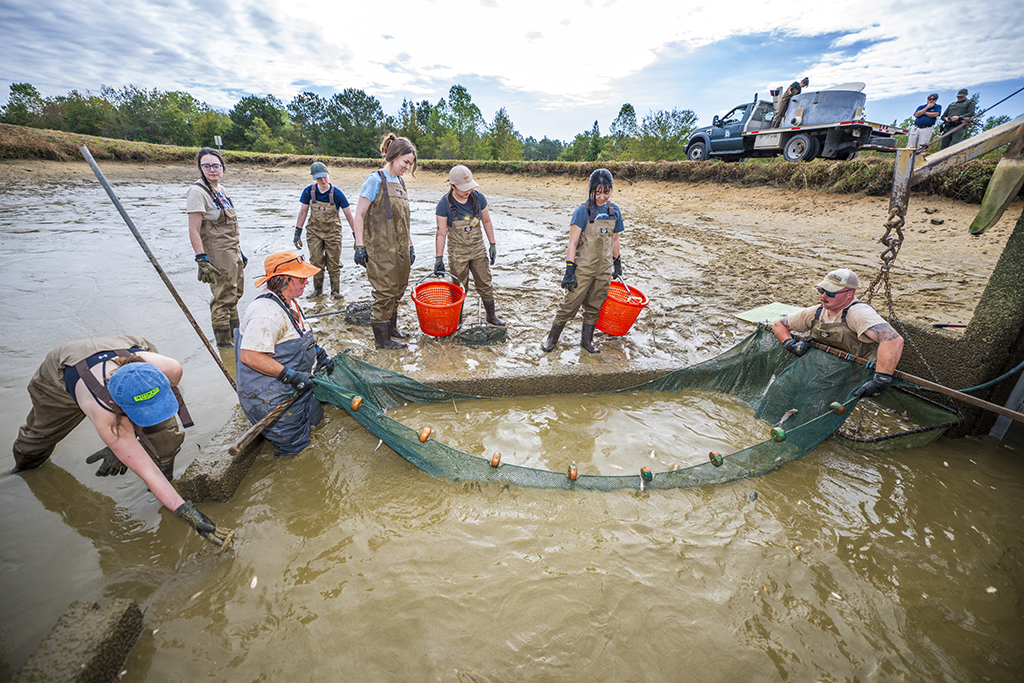 People collecting fish into a net