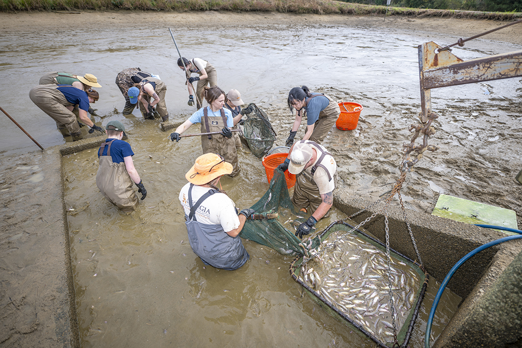 People collecting fish into a net