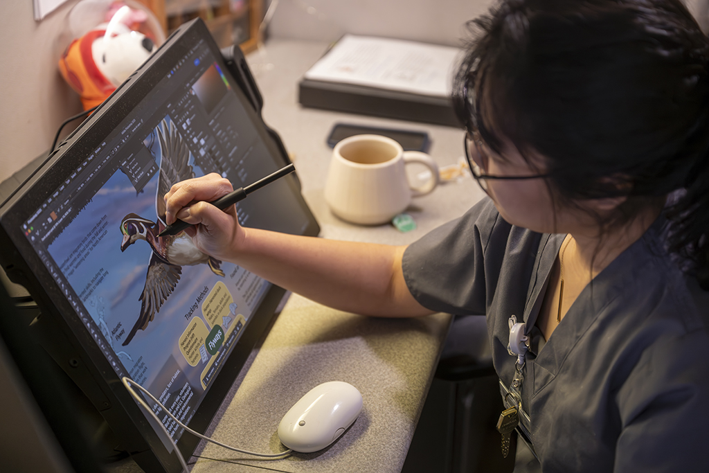 Student illustrating a duck