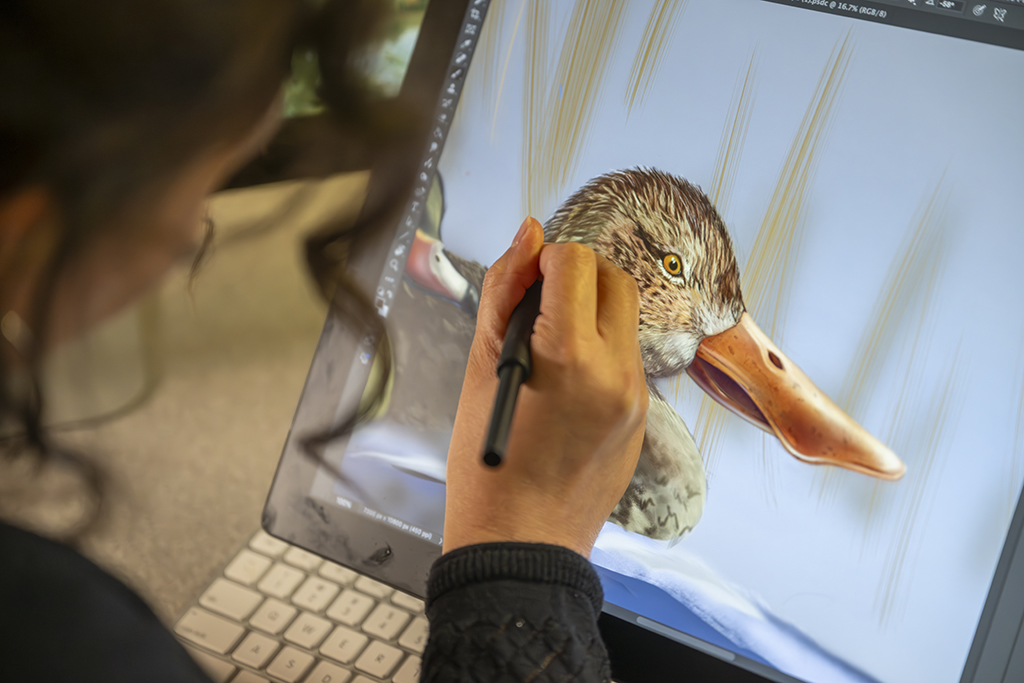 Student illustrating a duck