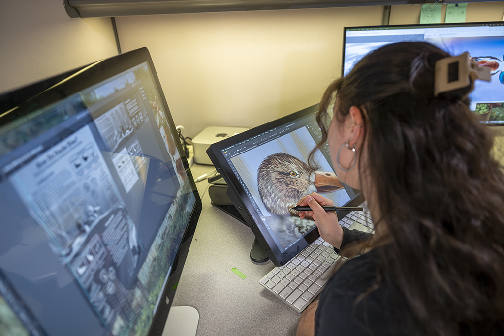 Student illustrating a duck