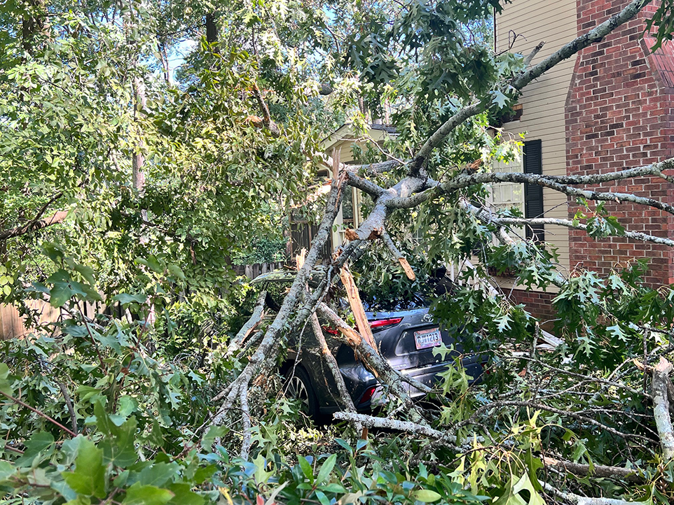 A vehicle smashed under fallen trees.