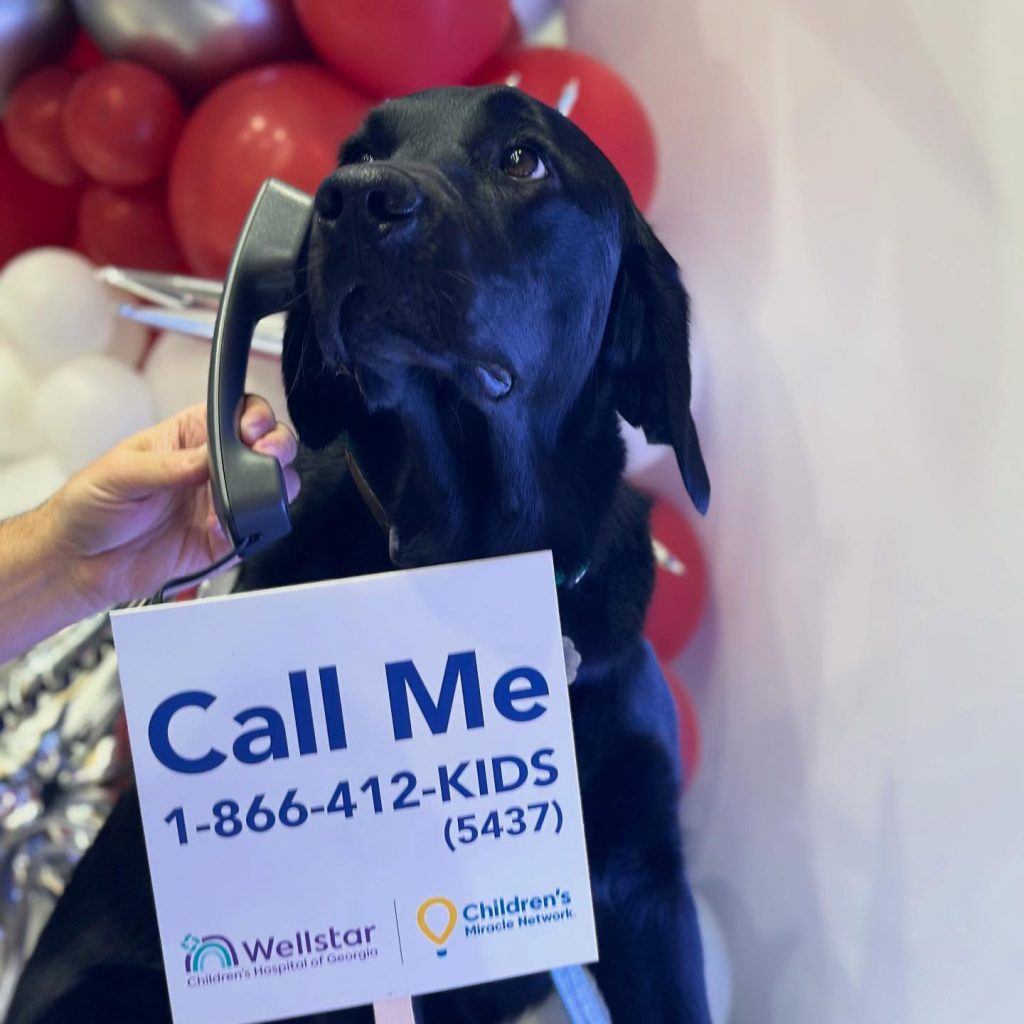 Black lab with phone receiver to its ear
