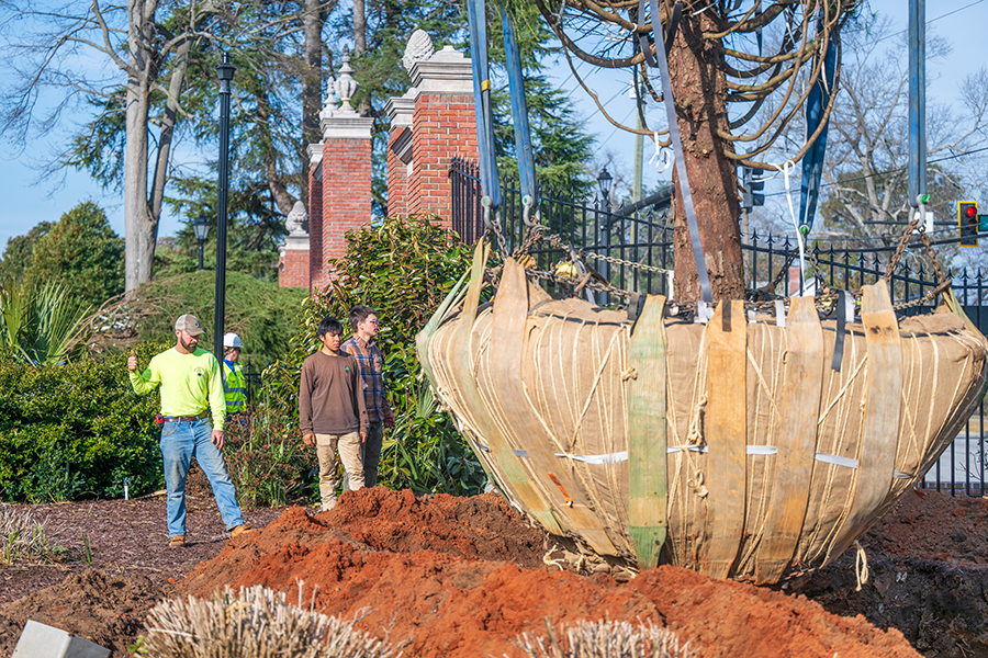 Three men watch as a large tree is lowered by a crane into a hole. The tree is being planted on a university campus.