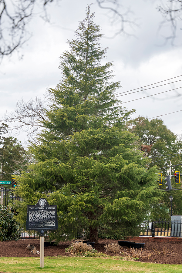A large cedar tree stands on the campus of a university after it was planted.