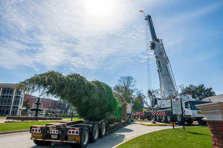 A large tree sits on the back of a long trailer. There is a crane parked in front of the trailer getting ready to lift the tree and place it in a hole that was dug for the tree on a college campus.