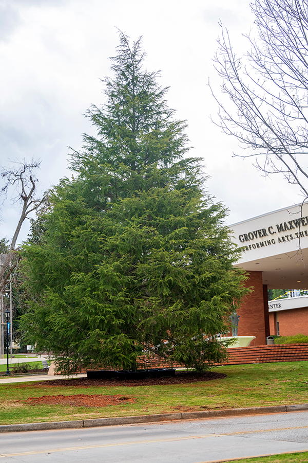 A large cedar tree stands on the campus of a university after it was planted.