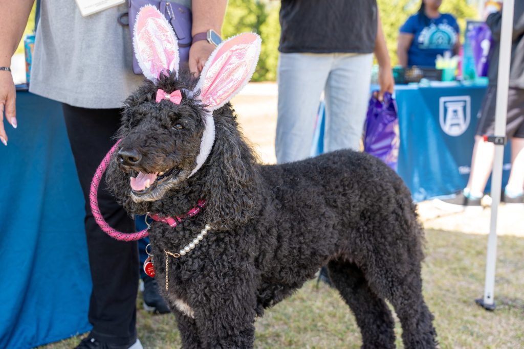 A dog wearing rabbit ears