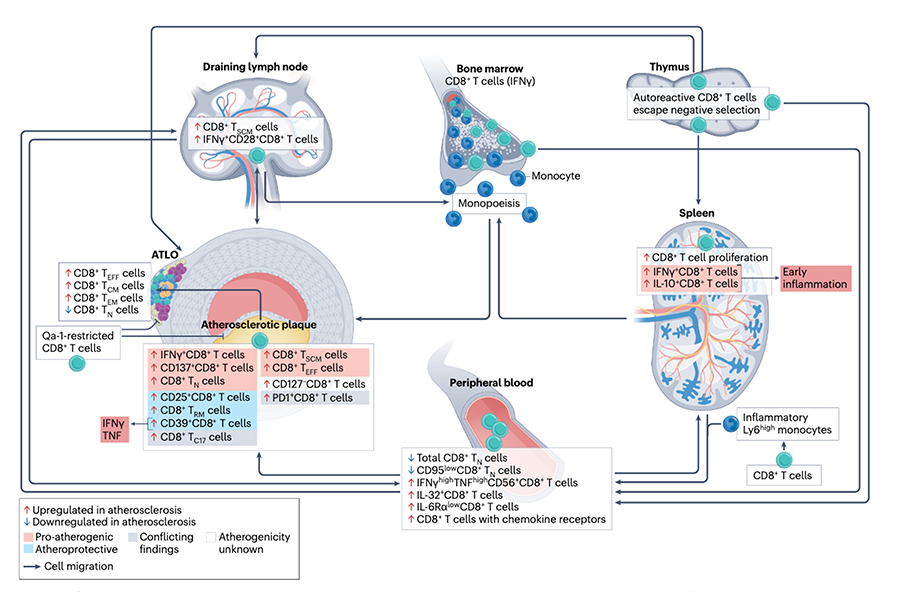 A scientific graphic showing CD8+ T cell subsets and their migration, enrichment and role in atherosclerosis. The graphic features renderings of what CD8+ T cells look like during different stages of the process.