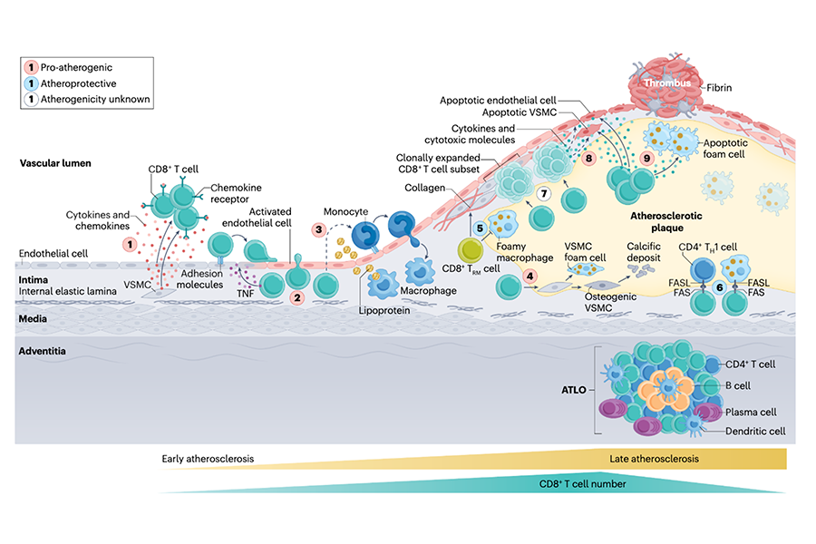 A scientific figure showing the role of CD8+ T cells in the different stages of atherosclerosis.