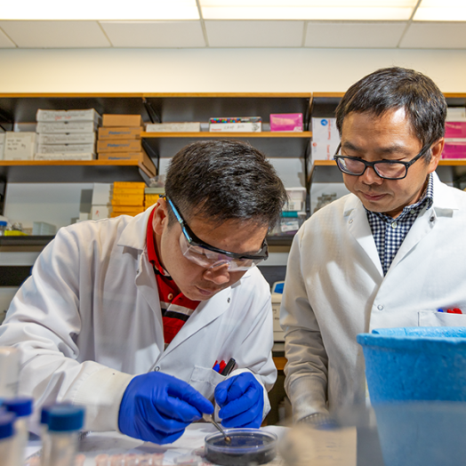 Two male scientists work in a lab. One is using forceps and other tools to move pieces of tissue onto a plate to be studied while the other supervises.