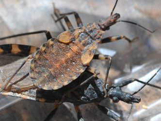 close up image of a Chagas bug