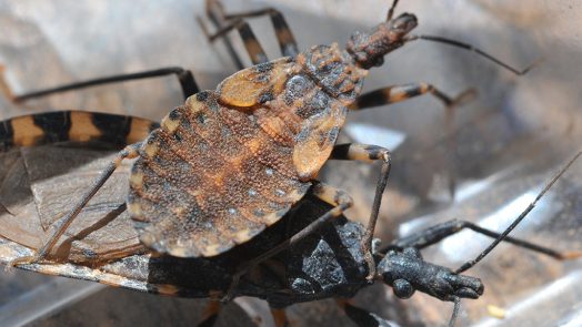 close up image of a Chagas bug