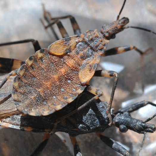 close up image of a Chagas bug