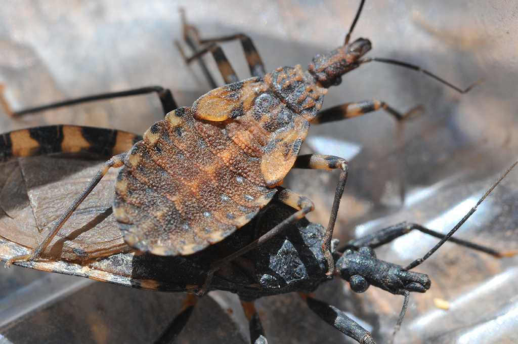 close up image of a Chagas bug