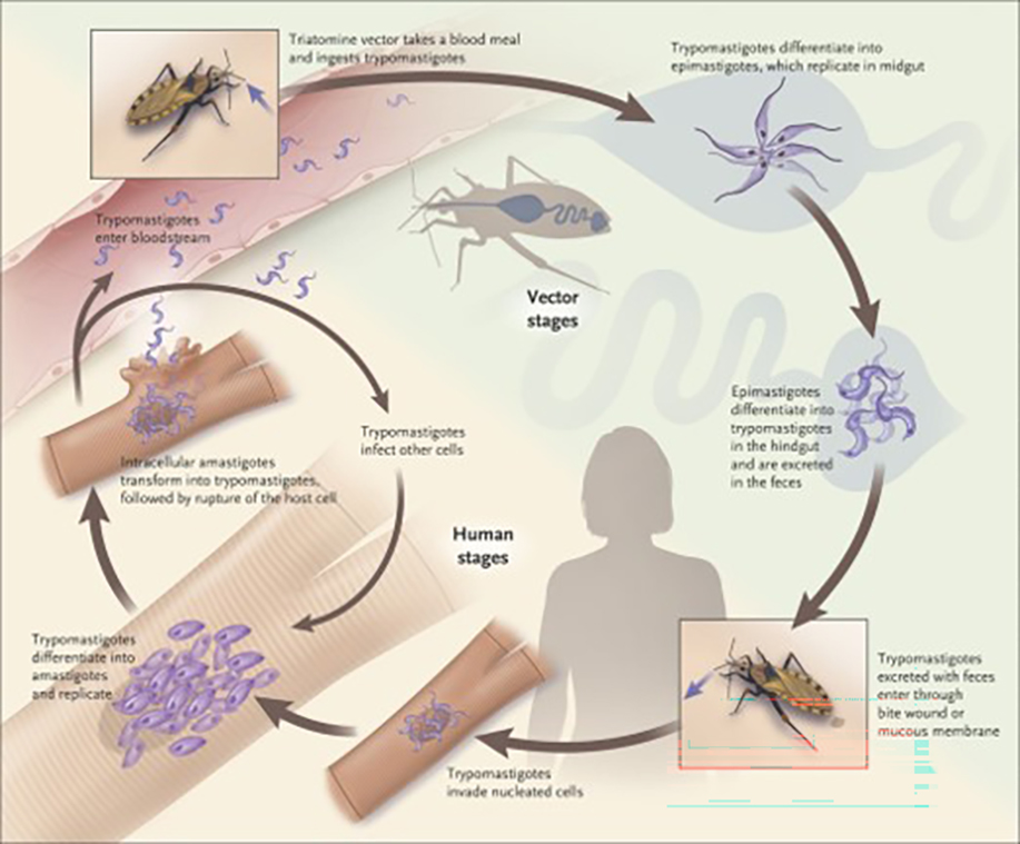 A medical illustration of what happens with a Chagas bug gets into the human body.