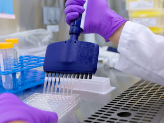 A researcher uses a multi-pronged syringe to move liquid from a dish into another dish for a scientific experiment.