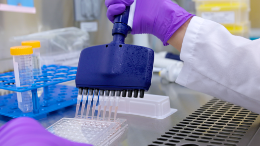 A researcher uses a multi-pronged syringe to move liquid from a dish into another dish for a scientific experiment.