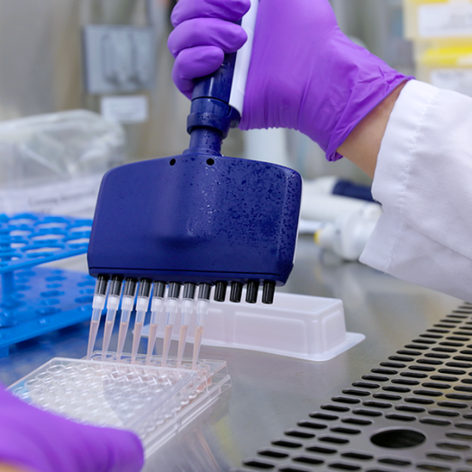 A researcher uses a multi-pronged syringe to move liquid from a dish into another dish for a scientific experiment.