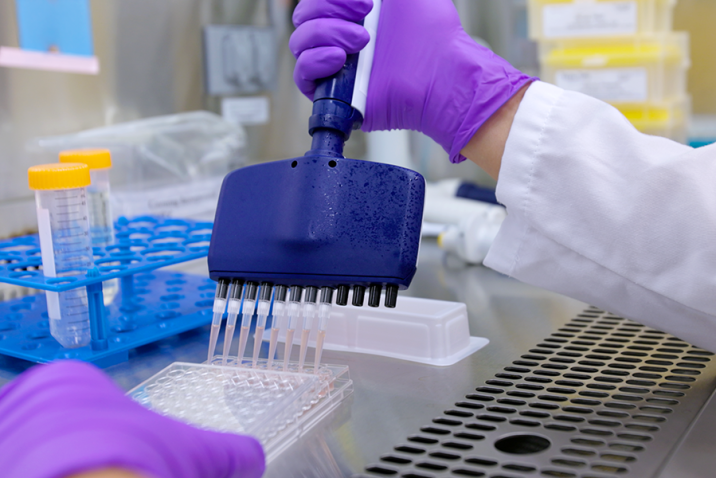 A researcher uses a multi-pronged syringe to move liquid from a dish into another dish for a scientific experiment.