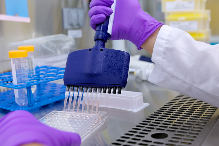 A researcher uses a multi-pronged syringe to move liquid from a dish into another dish for a scientific experiment.