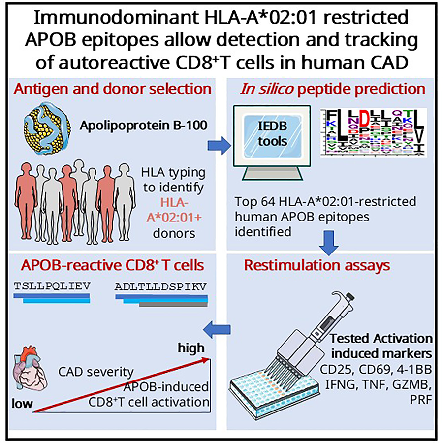 A graphic divided into four images. The top left image featuring a molecule and the outlines of eight people is titled "Antigen and donor selection." The top-right panel is titled "In silico peptide prediction" and shows a computer and a shart showing different peptides. The bottom left panel is titled, "APOB-reactive CD8+ T cells" and shows a chart showing the relativity of cardiovascular dissease to a person having this particular cell. The last panel is titled, "Restimulation assays" and shows a scientific experiment happening.